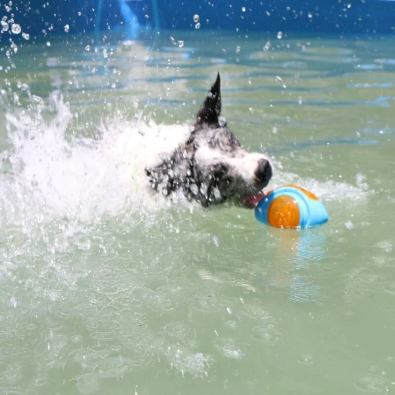 Dog Interactive Chew Toy Outdoor Floating Water Toy - Image 4