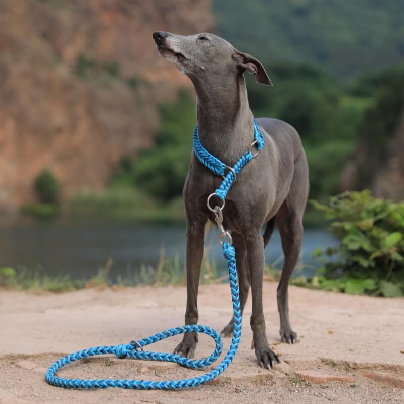 Handmade Anti-Pull Luminous Large Dog Collar and Leash - Image 4