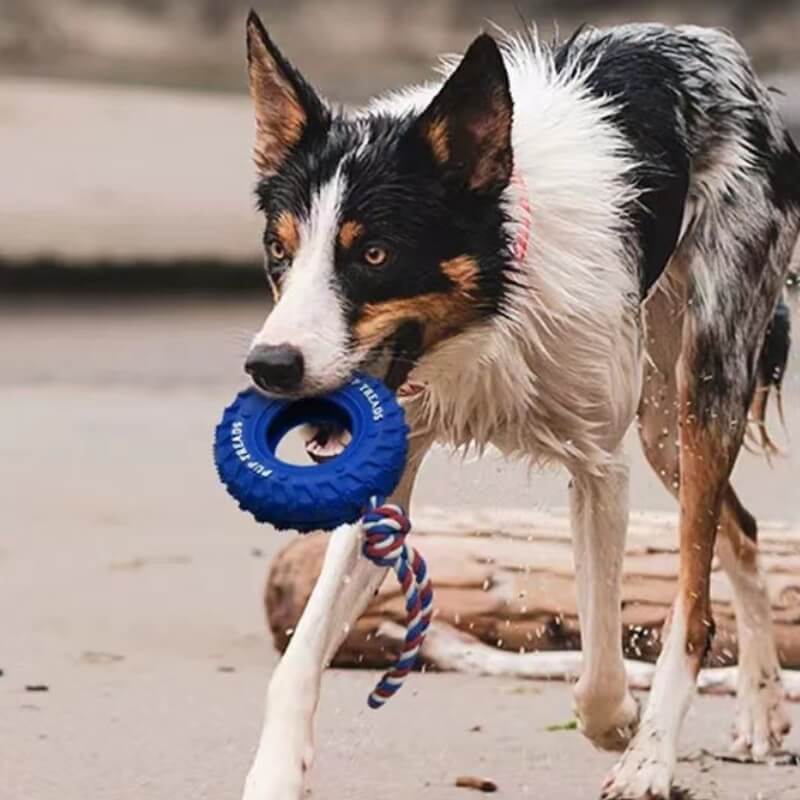 Rubber Tire Dog Interactive Toy Teething and Chewing Toy - Image 5