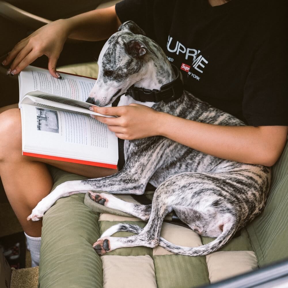 Travel Bolster Safety Back Seat Large Dog Car Seat Bed - Chessboard Lounge - Image 9